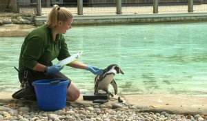 Royaume-Uni: pesée annuelle des animaux au zoo de Londres