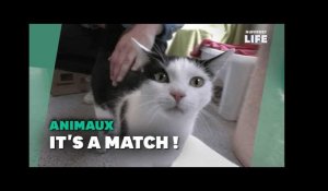 Ce refuge pour animaux allemand utilise Tinder pour une excellente raison