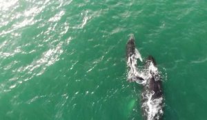 Des baleines à bosse sur la côte Pacifique de la Colombie pour s'accoupler