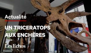 Le plus grand tricératops connu exposé à Paris avant des enchères