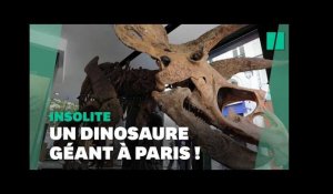 "Big John", le plus grand de tricératops au monde, est arrivé à Paris