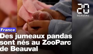 Zoo de Beauval: Huan Huan, la femelle panda, a donné naissance à des jumeaux