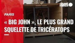 VIDÉO. Paris : « Big John », le plus grand  squelette de Tricératops exposé