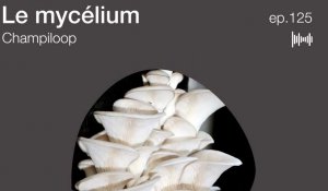 Podcast : Mycélium - Demain des objets en champignon ? - Où est le beau ?