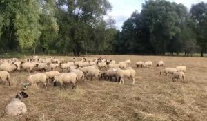 Éco-pâturage sur le site de la Macérienne, à Charleville-Mézières