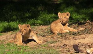 Découvrez les images des sept lionceaux du zoo African Safari