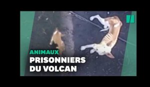 Cumbre Vieja: des chiens piégés par la lave du volcan nourris par drone