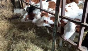 Mazinghien: après la mort de 110 bêtes, il déplace ses vaches loin des éoliennes et d'une ligne à haute tension