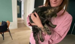 Lille: le sauvetage du chat Prune en direct
