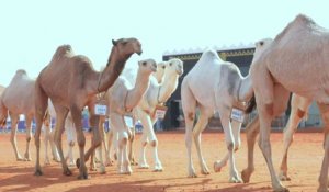 Dans le désert, des Saoudiennes s'affirment dans une compétition de chameaux