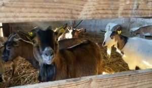 Les animaux de la ferme pédagogique ont le super-pouvoir d’apaiser les enfants 