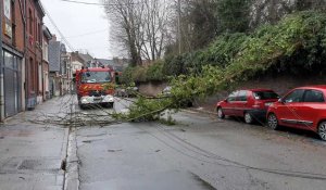 Béthune : route coupée et 100 foyers sans courant après la chute d'un arbre