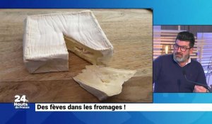 Des fèves dans les fromages