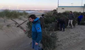 Pose de 350 sapins pour consolider la dune du Portel