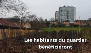 A Arras, on vient de planter la première tiny forest