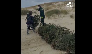 Bassin d'Arcachon: Des sapins de Noël recyclés pour lutter contre l'érosion de la dune