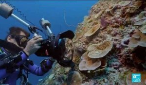 Un récif de coraux géants découvert au large de Tahiti
