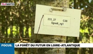 Guémené : ils inventent la forêt du futur