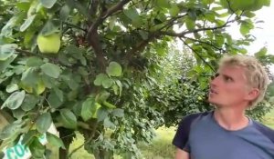 Les Vergers du Tronquoy, à Montigny-en-Cambrésis, proposent désormais des fruits bio