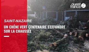 VIDÉO. « On a entendu la chienne aboyer » : à Saint-Nazaire, un chêne vert s'effondre en pleine nuit 