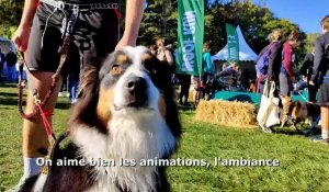 Chaumont-en-Vexin. 10.000 chiens s'éclatent ce week-end dans le plus grand rassemblement de France
