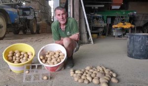 François Lutin, producteur explique comment le manque d'eau impacte les pommes de terre en Sambre-Avesnois