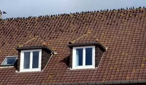 À Audresselles, des centaines d’oiseaux rassemblés sur les toits