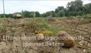 Effondrement de la production de pommes de terre pouvant atteindre les -50% dans les Hauts-de-France