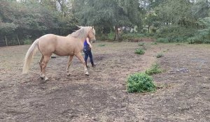 Fresnes-sur-Escaut : Louna Potelle mise sur la médiation animale avec sa ferme pédagogique