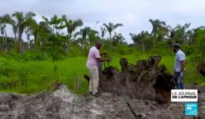 Nigeria : redonner une seconde vie aux arbres abimés