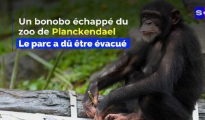 Le Zoo de Planckendael évacué: un bonobo s’est échappé de son enclos