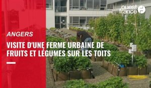 À Angers, visite d'une ferme urbaine de fruits et légumes sur le toit