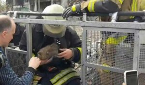 Ukraine: des pompiers sauvent un chat d'un bâtiment détruit