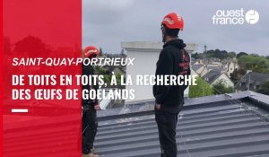 VIDÉO. Reportage sur les toits de Saint-Quay-Portrieux, à la recherche des nids de goélands pour stériliser les œufs