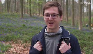 Comment échapper au stress ambiant ? Immergez-vous dans une forêt de jacinthes en Belgique !