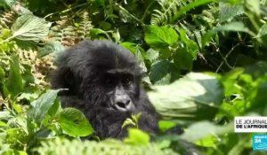 En RD Congo, un centre pour protéger les primates parfois traumatisés