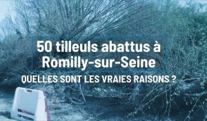 50 tilleuls abattus à Romilly-sur-Seine : Quelles sont les vraies raisons ?