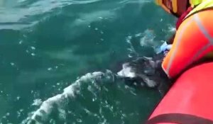 Un dauphin échoué sauvé au large de Gruissan