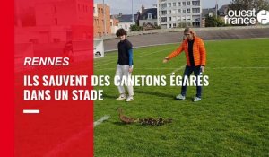 VIDÉO. À Rennes, ils sauvent des canetons égarés dans un stade