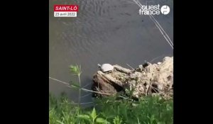 VIDEO. Une tortue observée sur les bords de Vire à Saint-Lô