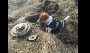 Patron, le petit chien démineur est devenu héros national en Ukraine en repérant près de 90 bombes