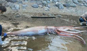 Un calamar géant s'échoue au Japon