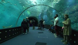 Nausicaá, plus grand aquarium d'Europe, attire de nombreux visiteurs !