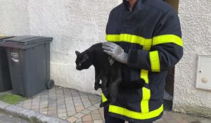 Calais: un chat coincé depuis une dizaine de jours sur un toit, sauvé par les pompiers
