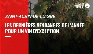 VIDÉO. Près d'Angers, les dernières vendanges de l'année se terminent sur un grand vin
