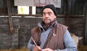 Forest sur Marque : Thierry Fournier se lance dans l'élevage de bovins les Bleues du Nord 
