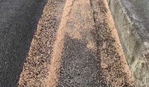 Saint-Martin-lez-Tatinghem : un camion perd une dizaine de tonnes de blé sur la D942