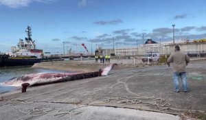 Remorquage d'un rorqual échoué à Calais