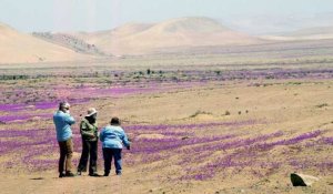 Floraison du désert Atacama : les scientifiques s'inquiètent d'un projet local