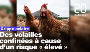 Grippe aviaire: Face à un niveau de risque élevé, les éleveurs vont devoir confiner leurs volailles